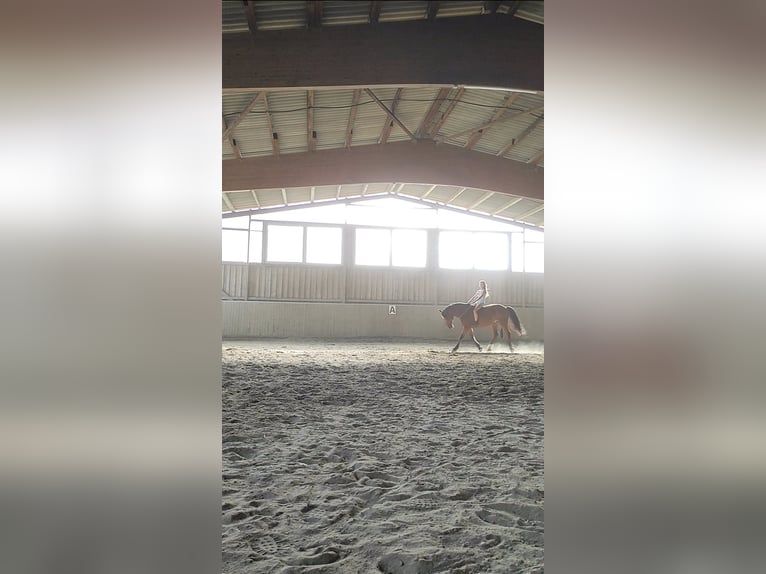 Weitere Warmblüter Mix Wallach 11 Jahre 160 cm Brauner in Bad Mergentheim