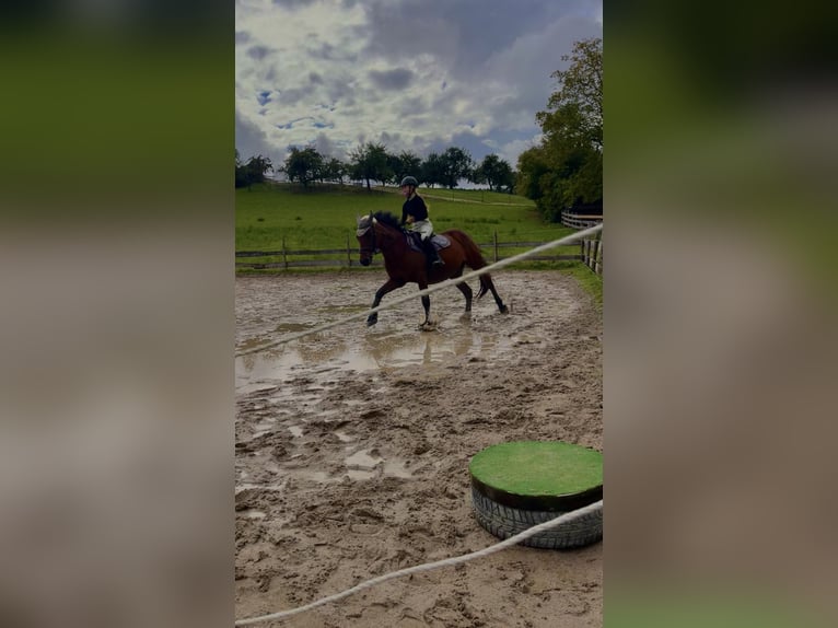 Weitere Warmblüter Mix Wallach 11 Jahre 160 cm Brauner in Bad Mergentheim