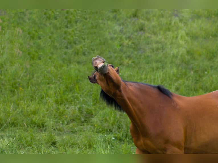 Weitere Warmblüter Mix Wallach 11 Jahre 160 cm Brauner in Bad Mergentheim