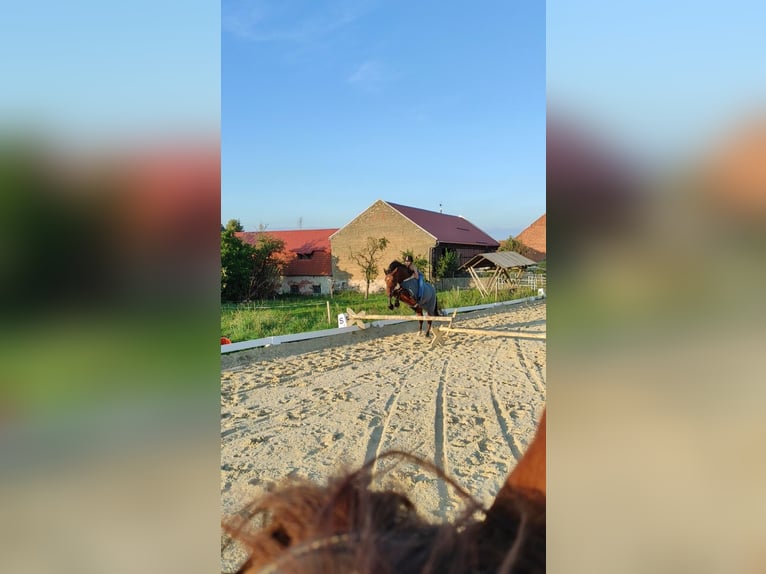 Weitere Warmblüter Mix Wallach 11 Jahre 160 cm Brauner in Bad Mergentheim
