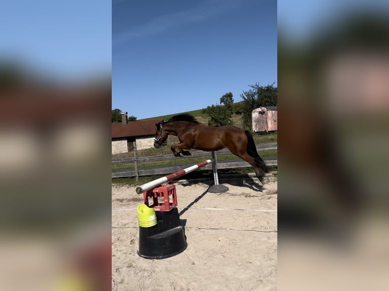 Weitere Warmblüter Mix Wallach 11 Jahre 160 cm Brauner in Bad Mergentheim