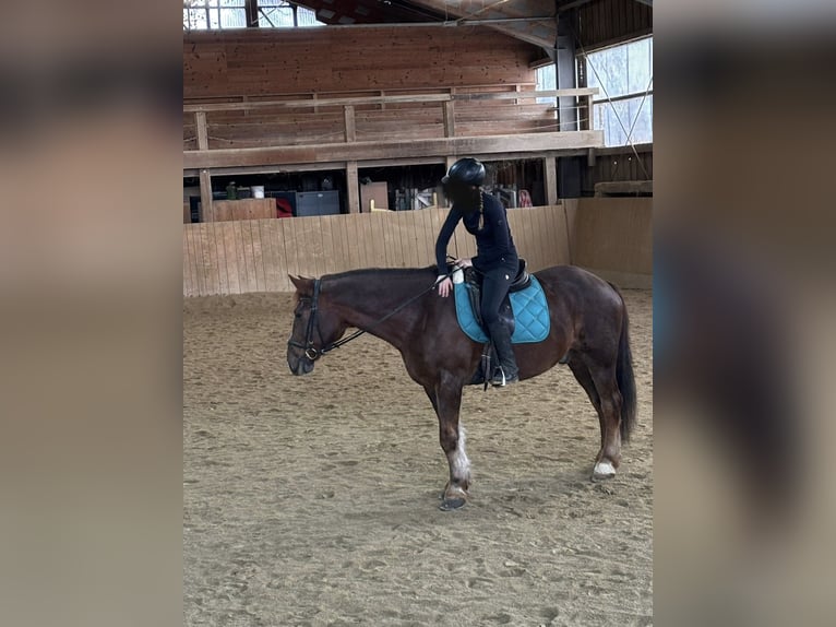 Weitere Warmblüter Wallach 11 Jahre 160 cm Dunkelfuchs in Engelsberg