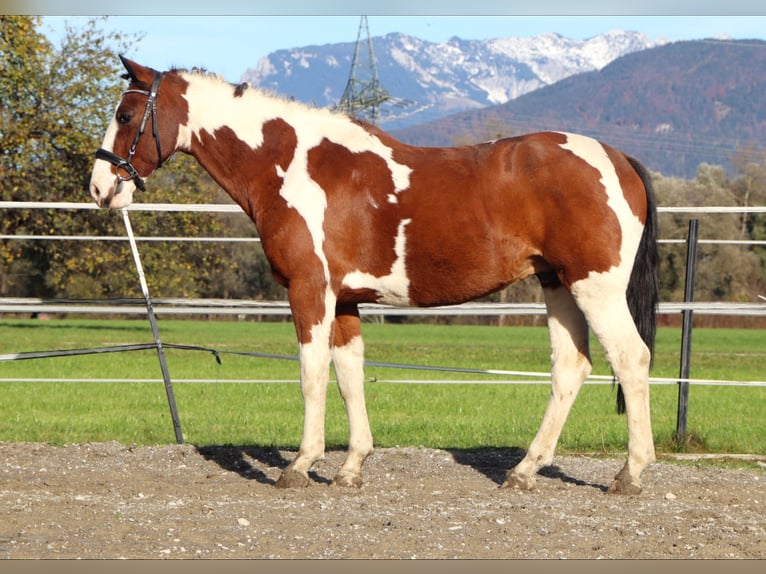 Weitere Warmblüter Wallach 11 Jahre 160 cm Schecke in Kirchbichl