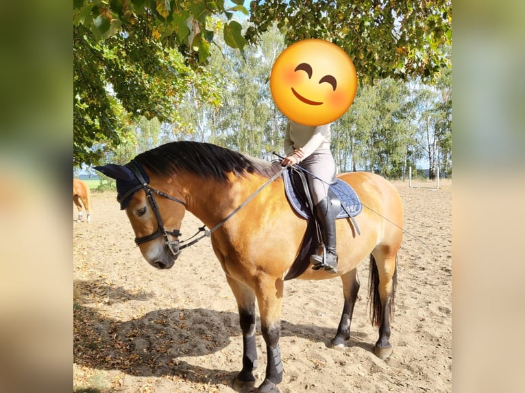Weitere Warmblüter Mix Wallach 11 Jahre 162 cm Brauner in Coswig (Anhalt)