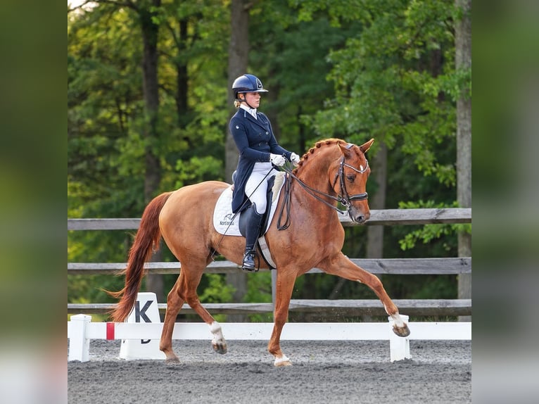 Weitere Warmblüter Wallach 11 Jahre 163 cm Dunkelfuchs in Califon New Jersey