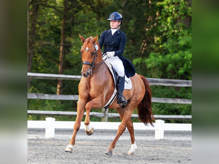 Weitere Warmblüter Wallach 11 Jahre 163 cm Dunkelfuchs in Califon New Jersey