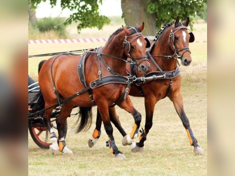 Weitere Warmblüter Wallach 11 Jahre 163 cm in F&#xFC;rstenzell
