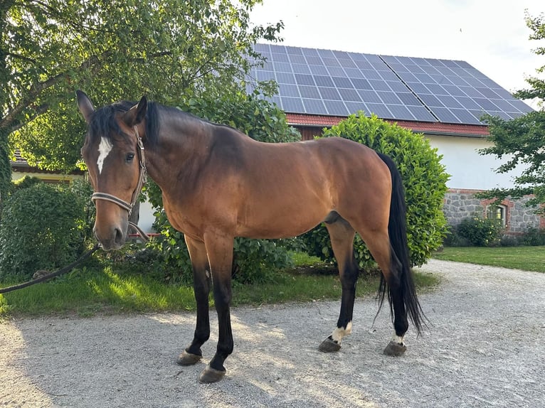 Weitere Warmblüter Wallach 11 Jahre 163 cm in F&#xFC;rstenzell
