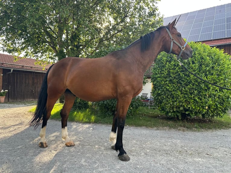 Weitere Warmblüter Wallach 11 Jahre 163 cm in F&#xFC;rstenzell