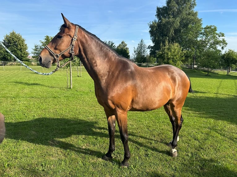 Weitere Warmblüter Wallach 11 Jahre 163 cm in F&#xFC;rstenzell