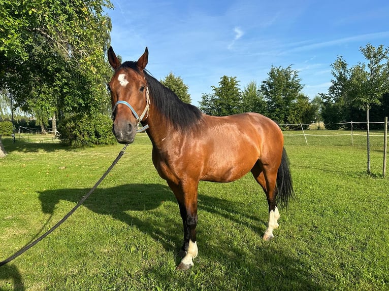 Weitere Warmblüter Wallach 11 Jahre 163 cm in F&#xFC;rstenzell