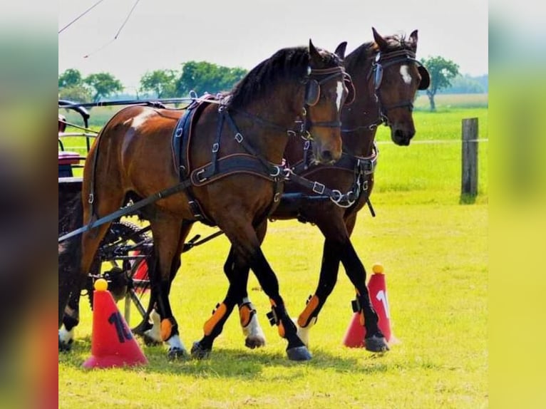 Weitere Warmblüter Wallach 11 Jahre 163 cm in F&#xFC;rstenzell