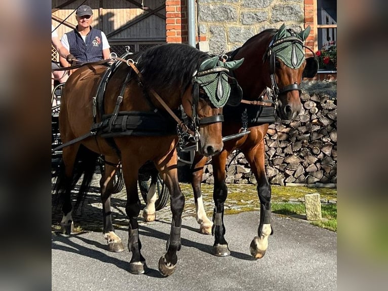 Weitere Warmblüter Wallach 11 Jahre 163 cm in F&#xFC;rstenzell