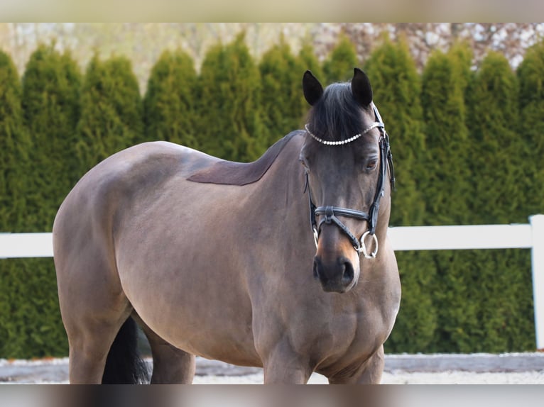 Weitere Warmblüter Wallach 11 Jahre 163 cm Rappe in Schwäbisch Hall