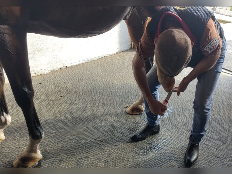 Weitere Warmblüter Wallach 11 Jahre 165 cm Brauner in Gossau SG