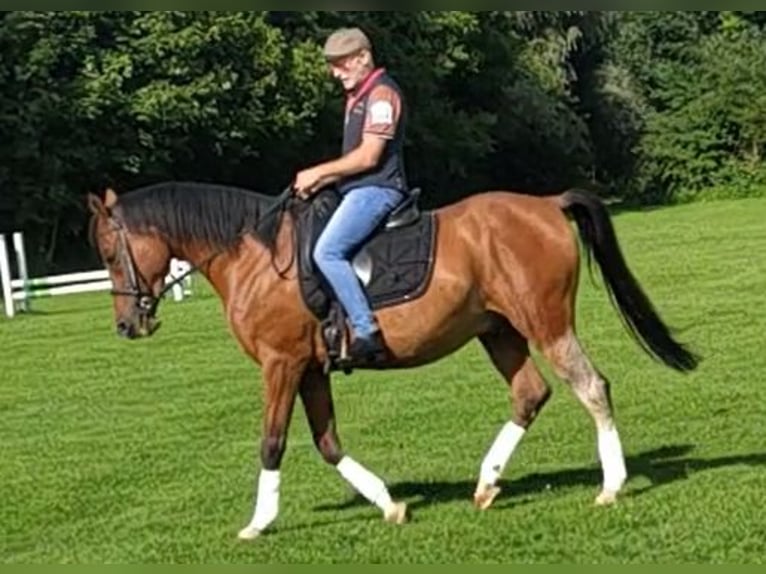 Weitere Warmblüter Wallach 11 Jahre 165 cm Brauner in Gossau SG