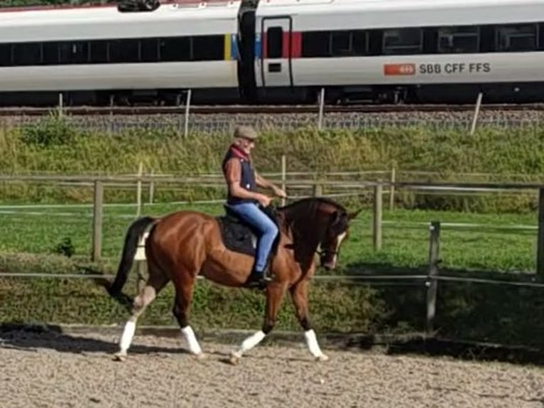 Weitere Warmblüter Wallach 11 Jahre 165 cm Brauner in Gossau SG
