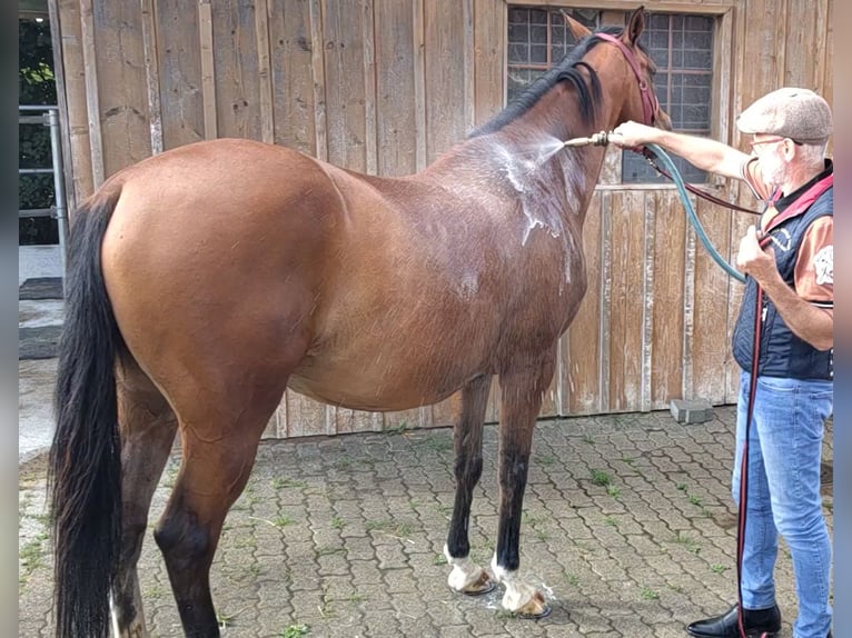 Weitere Warmblüter Wallach 11 Jahre 165 cm Brauner in Gossau SG