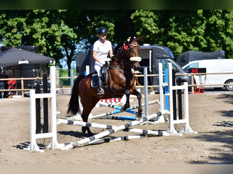Weitere Warmblüter Wallach 11 Jahre 165 cm Dunkelbrauner in Koekelare