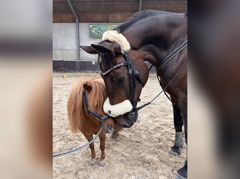 Weitere Warmblüter Wallach 11 Jahre 165 cm Dunkelbrauner in Koekelare