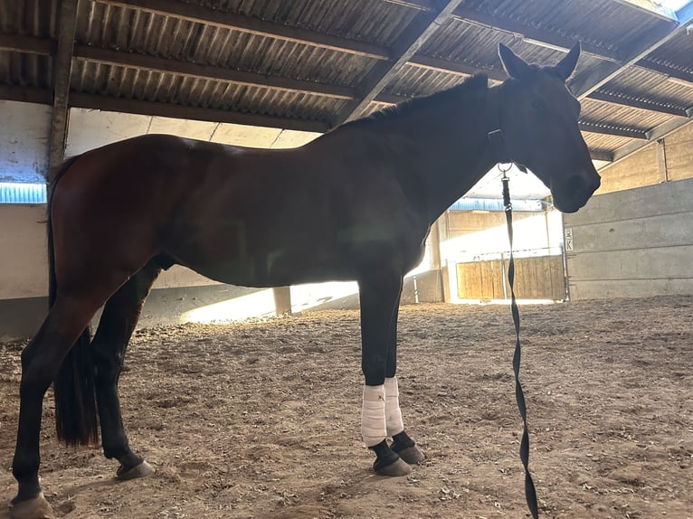 Weitere Warmblüter Wallach 11 Jahre 165 cm Dunkelbrauner in Koekelare