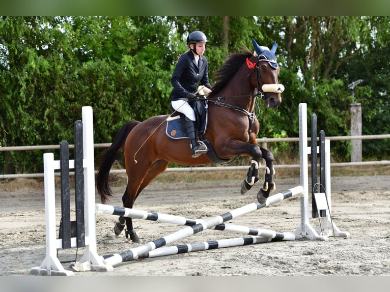 Weitere Warmblüter Wallach 11 Jahre 165 cm Dunkelbrauner in Koekelare