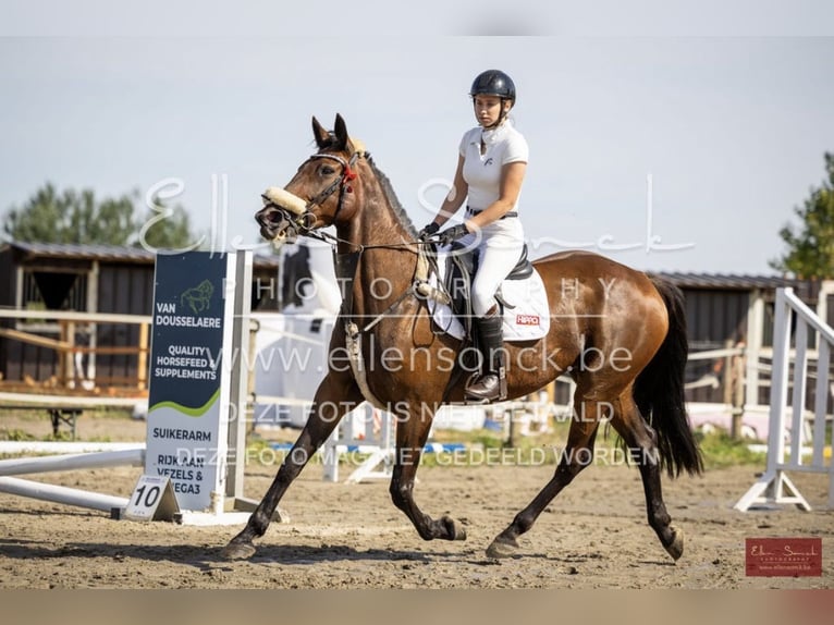 Weitere Warmblüter Wallach 11 Jahre 165 cm Dunkelbrauner in Koekelare