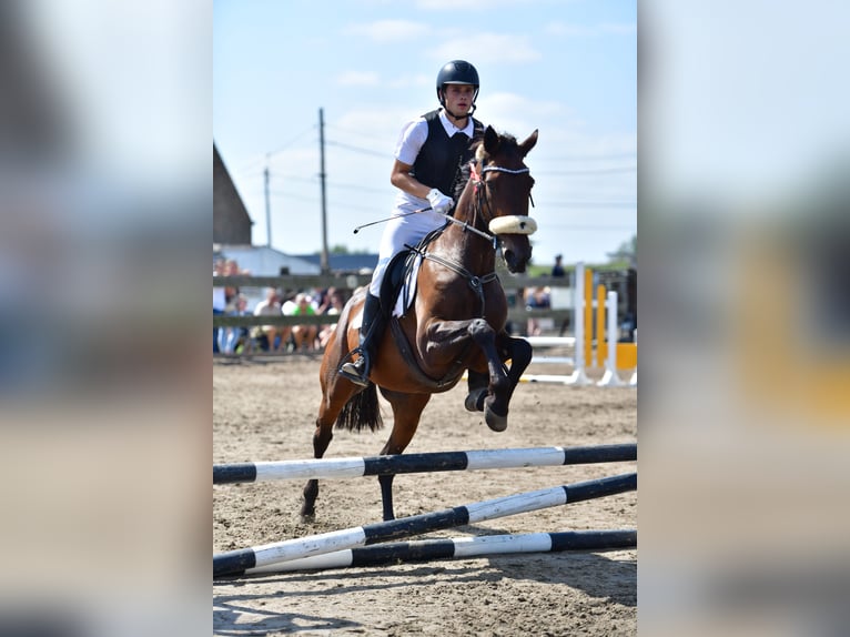 Weitere Warmblüter Wallach 11 Jahre 165 cm Dunkelbrauner in Koekelare