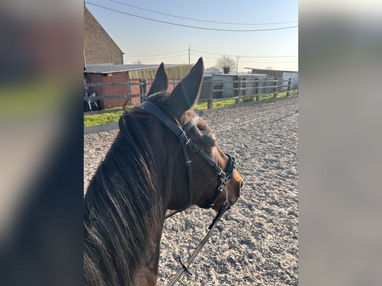 Weitere Warmblüter Wallach 11 Jahre 165 cm Dunkelbrauner in Koekelare