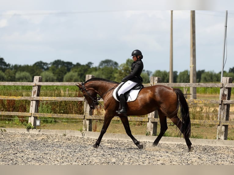 Weitere Warmblüter Wallach 11 Jahre 165 cm Dunkelbrauner in Koekelare
