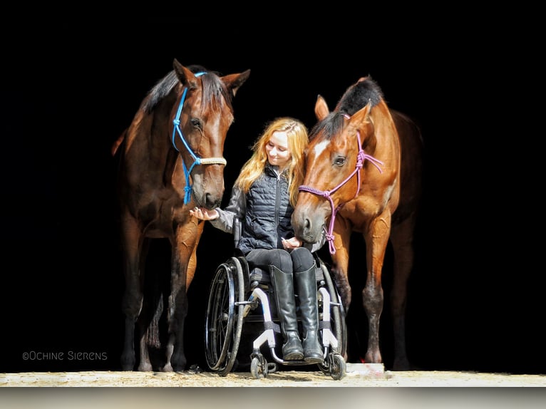 Weitere Warmblüter Wallach 11 Jahre 165 cm Dunkelbrauner in Koekelare