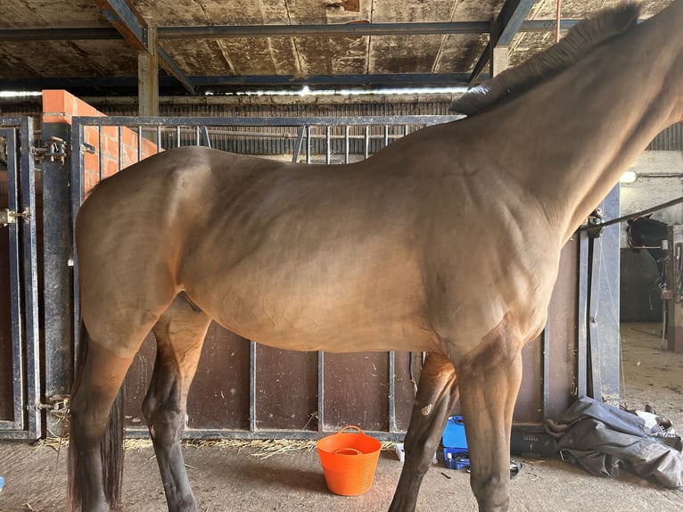Weitere Warmblüter Wallach 11 Jahre 165 cm Dunkelbrauner in Koekelare