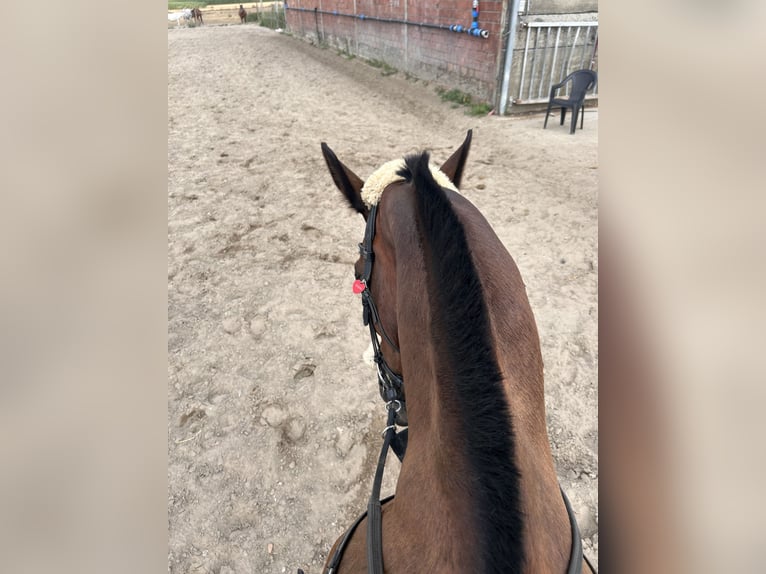 Weitere Warmblüter Wallach 11 Jahre 165 cm Dunkelbrauner in Koekelare