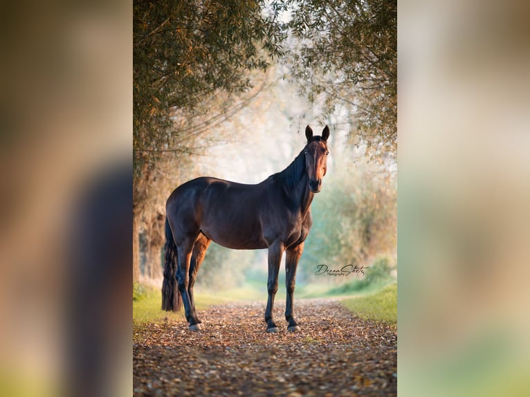 Weitere Warmblüter Wallach 11 Jahre 165 cm Dunkelbrauner in Koekelare