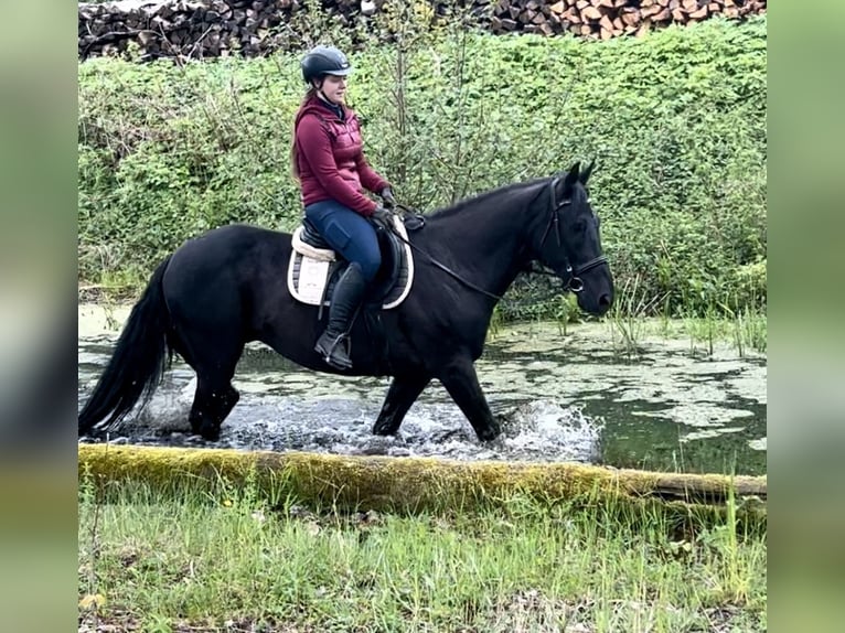 Weitere Warmblüter Wallach 11 Jahre 165 cm Rappe in Pelmberg