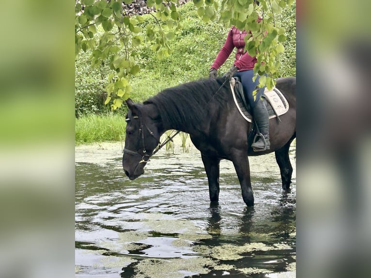 Weitere Warmblüter Wallach 11 Jahre 165 cm Rappe in Pelmberg
