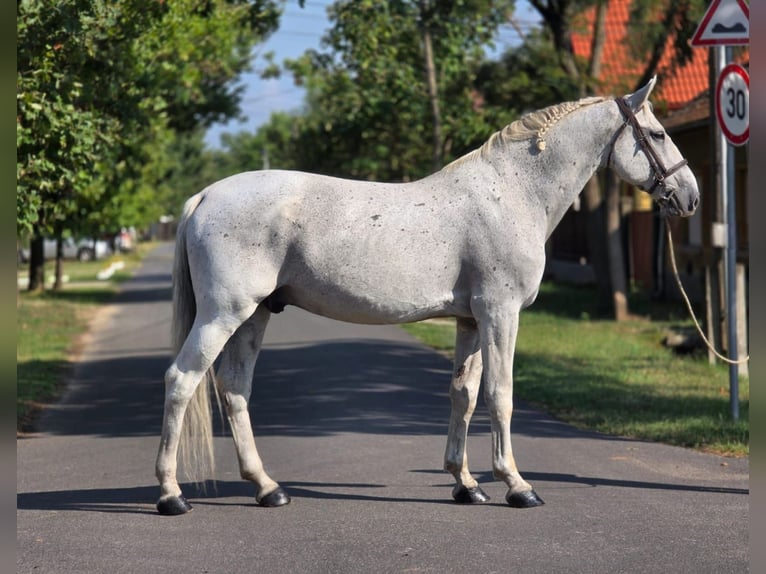 Weitere Warmblüter Wallach 11 Jahre 165 cm Schimmel in B&#xE9;k&#xE9;scsaba