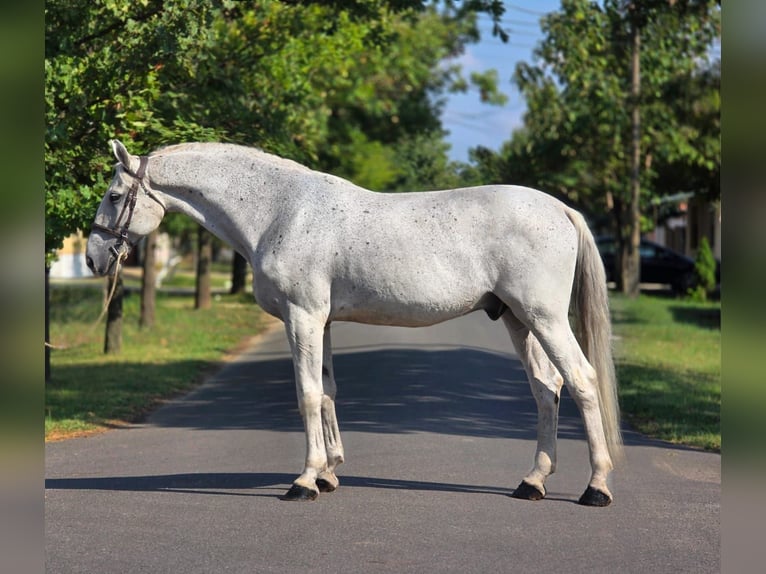 Weitere Warmblüter Wallach 11 Jahre 165 cm Schimmel in B&#xE9;k&#xE9;scsaba