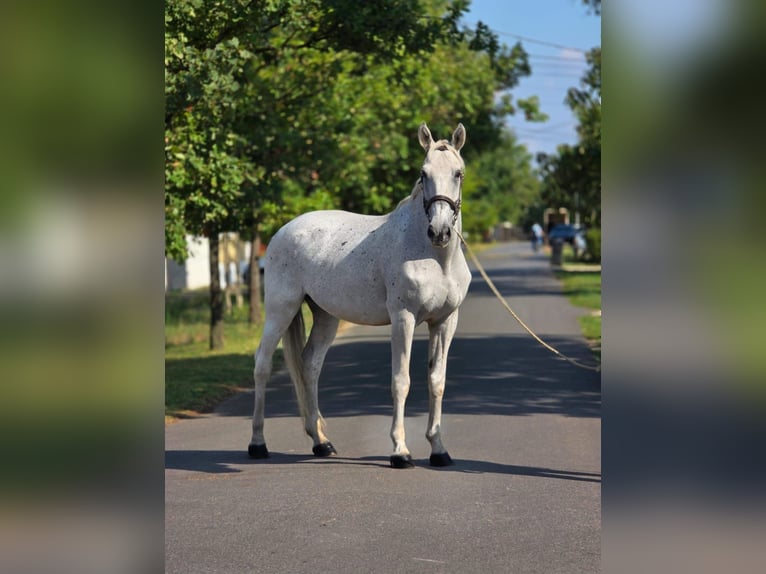 Weitere Warmblüter Wallach 11 Jahre 165 cm Schimmel in B&#xE9;k&#xE9;scsaba