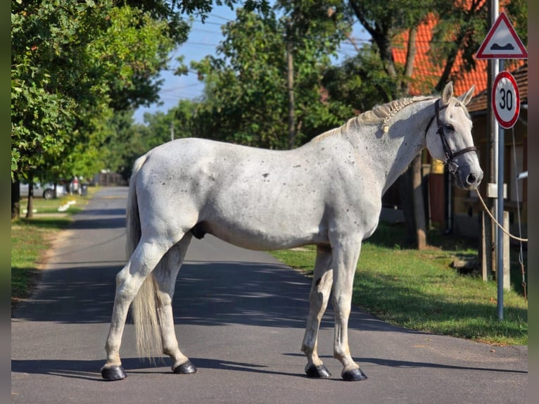 Weitere Warmblüter Wallach 11 Jahre 165 cm Schimmel in B&#xE9;k&#xE9;scsaba