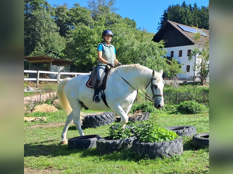 Weitere Warmblüter Wallach 11 Jahre 165 cm Schimmel in Bayerbach