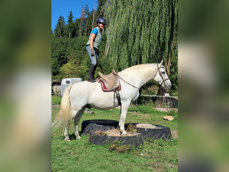 Weitere Warmblüter Wallach 11 Jahre 165 cm Schimmel in Bayerbach