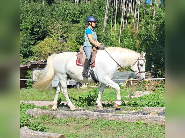 Weitere Warmblüter Wallach 11 Jahre 165 cm Schimmel in Bayerbach