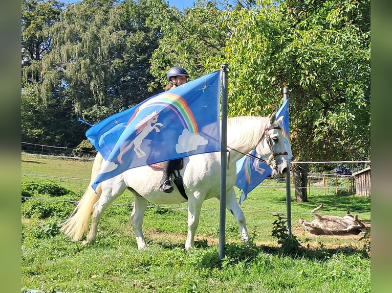 Weitere Warmblüter Wallach 11 Jahre 165 cm Schimmel in Bayerbach