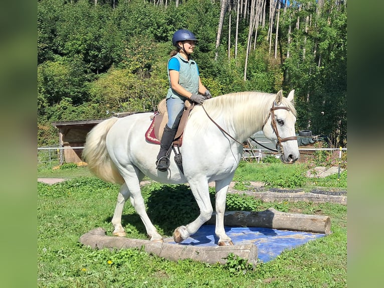 Weitere Warmblüter Wallach 11 Jahre 165 cm Schimmel in Bayerbach