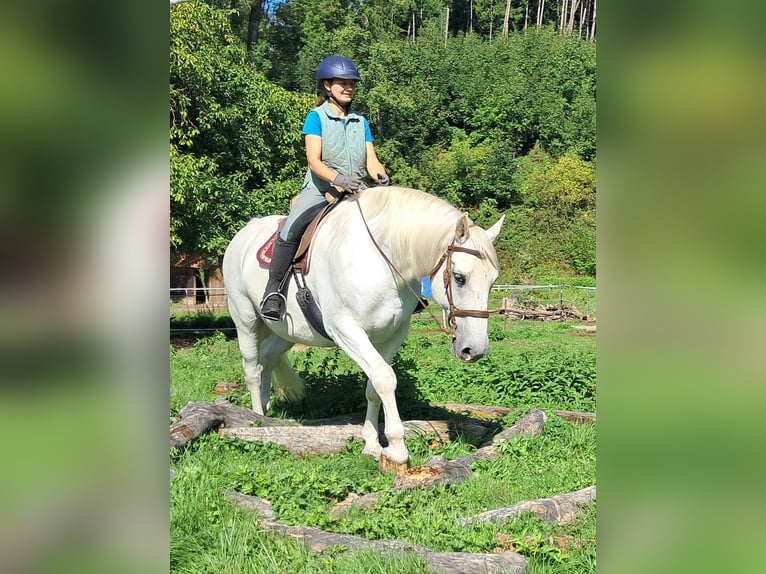 Weitere Warmblüter Wallach 11 Jahre 165 cm Schimmel in Bayerbach