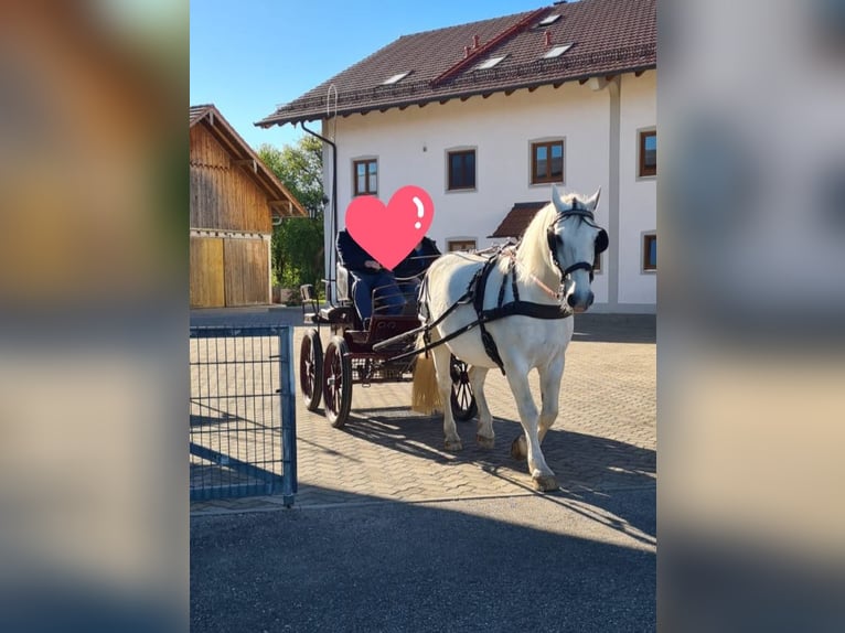 Weitere Warmblüter Wallach 11 Jahre 165 cm Schimmel in Bayerbach