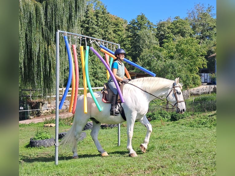 Weitere Warmblüter Wallach 11 Jahre 165 cm Schimmel in Bayerbach
