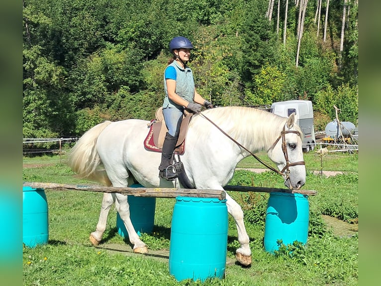 Weitere Warmblüter Wallach 11 Jahre 165 cm Schimmel in Bayerbach