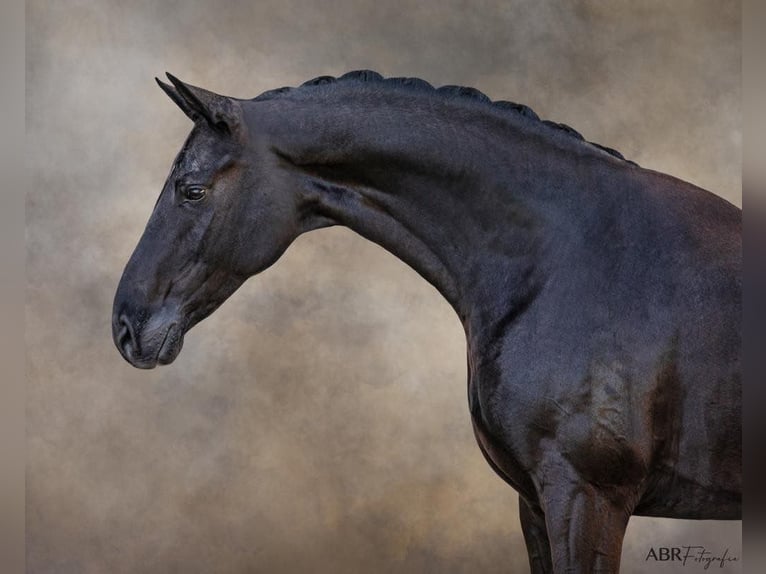 Weitere Warmblüter Wallach 11 Jahre 166 cm Rappe in Lissabon